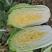 白菜黄心白菜春秋大量供应欢迎光临