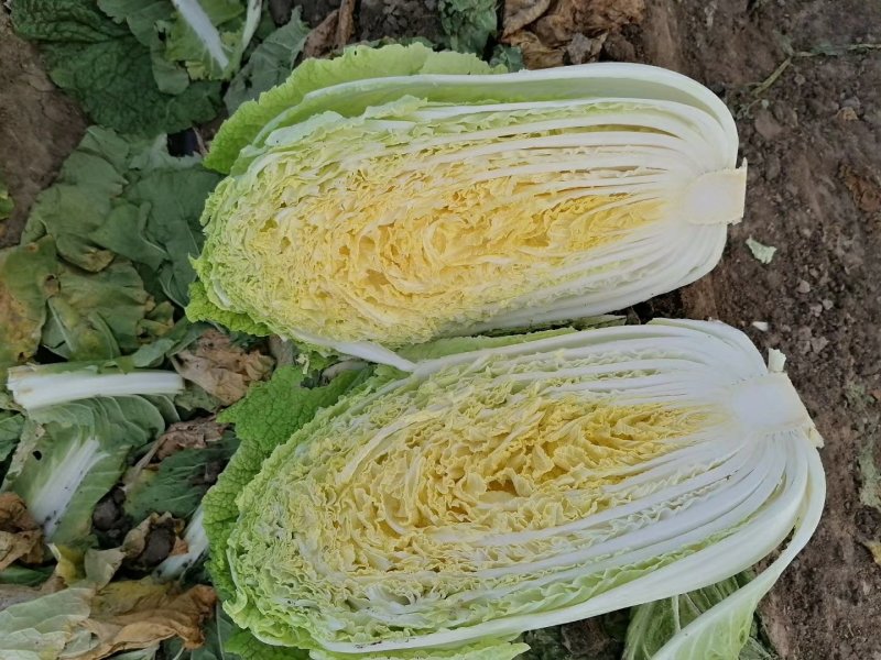 白菜黄心白菜春秋大量供应欢迎光临