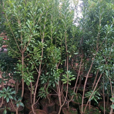 杨梅树苗东魁杨梅苗荸荠杨梅苗提供技术指导