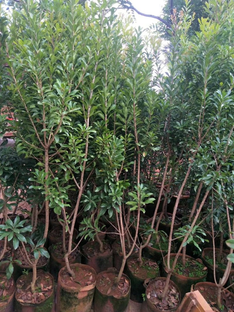 杨梅树苗东魁杨梅苗荸荠杨梅苗提供技术指导