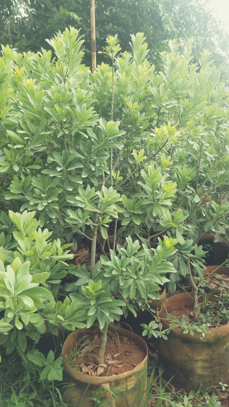 杨梅树苗东魁杨梅苗荸荠杨梅苗提供技术指导