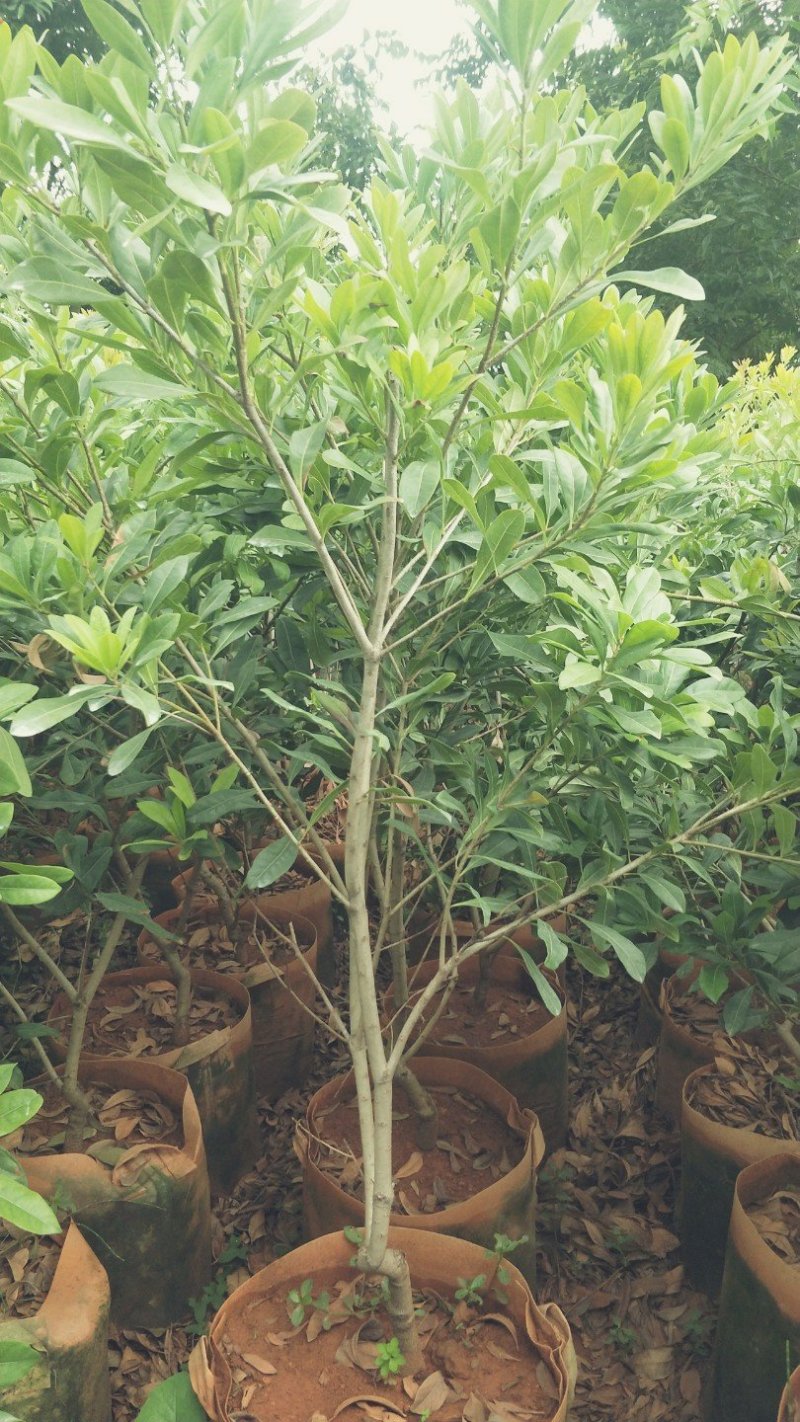 杨梅树苗东魁杨梅苗荸荠杨梅苗提供技术指导