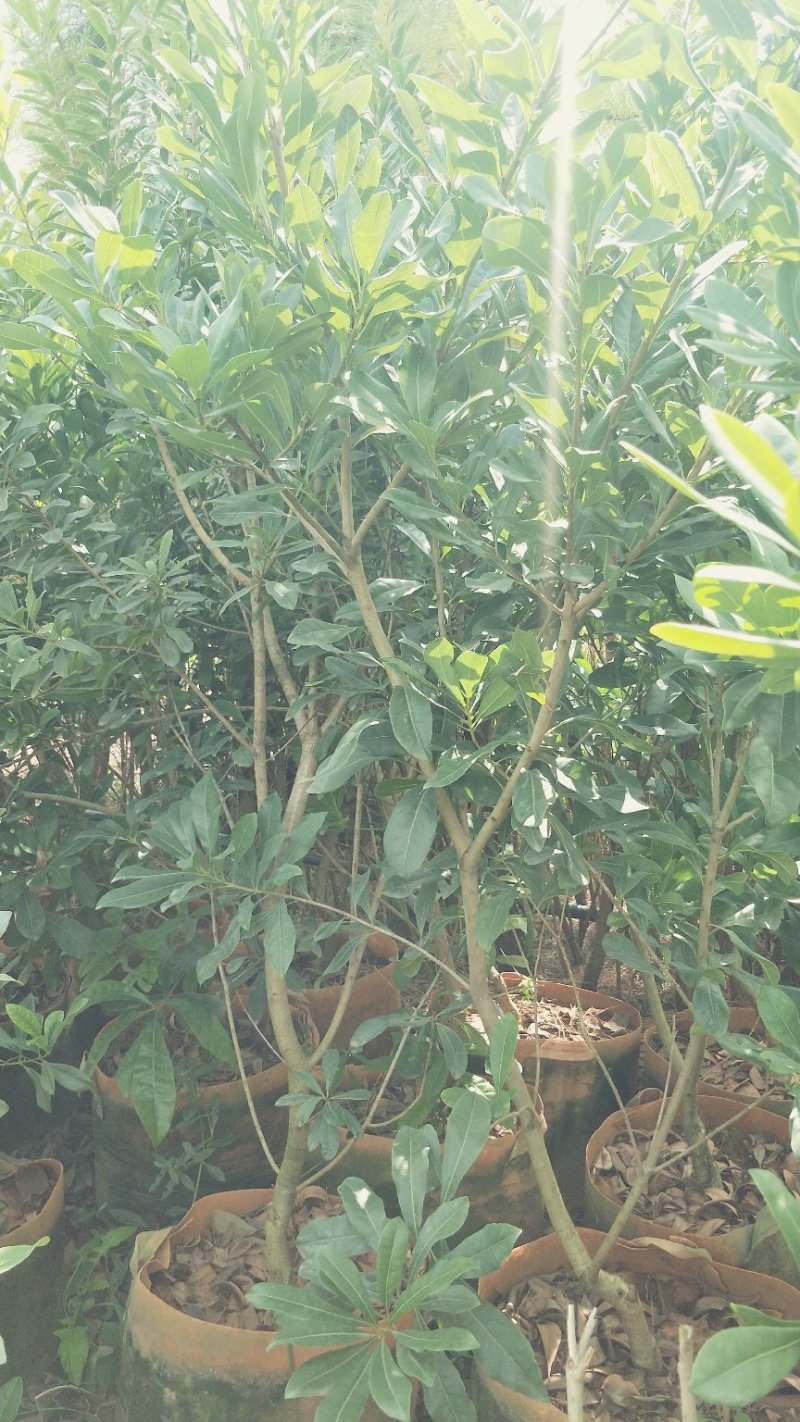 杨梅树苗东魁杨梅苗荸荠杨梅苗提供技术指导