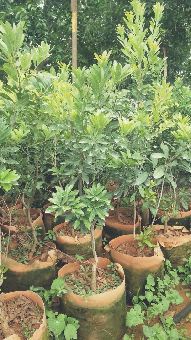 杨梅树苗东魁杨梅苗荸荠杨梅苗提供技术指导