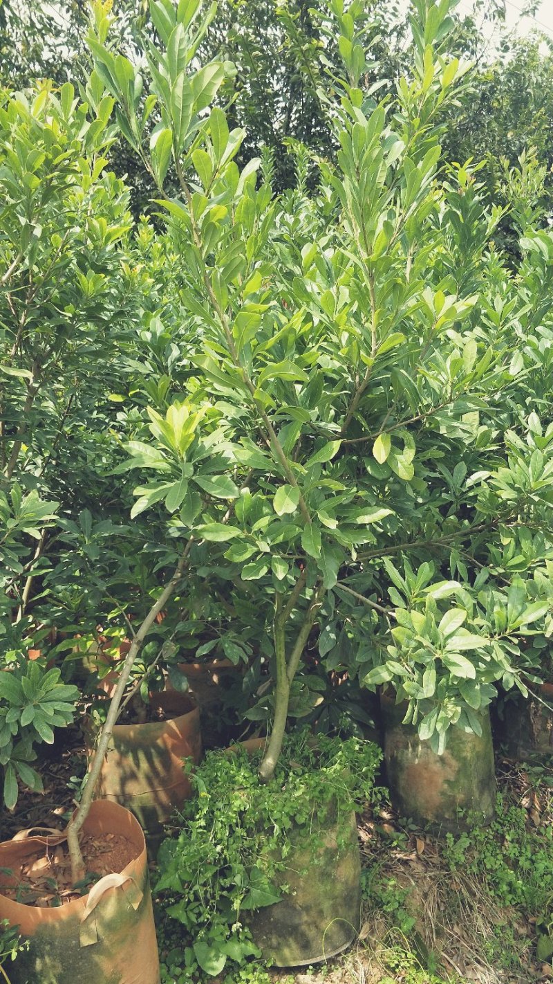 杨梅树苗东魁杨梅苗荸荠杨梅苗提供技术指导