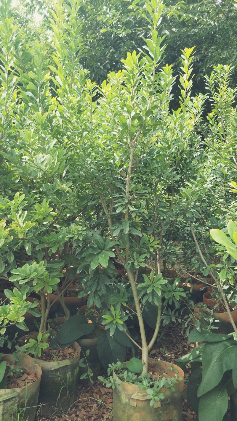 杨梅树苗东魁杨梅苗荸荠杨梅苗提供技术指导