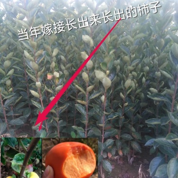 聚优惠*阳丰甜柿子苗吊红柿子苗包活量小包邮