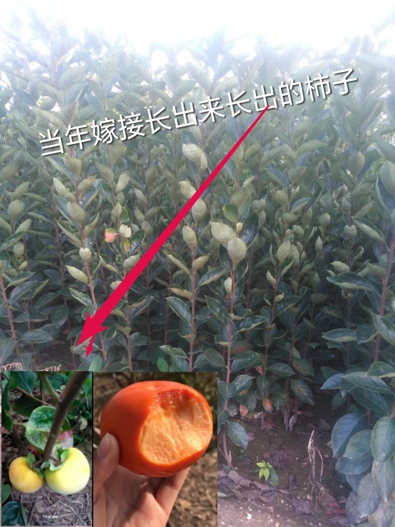聚优惠*阳丰甜柿子苗吊红柿子苗包活量小包邮