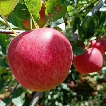 昭通丑糖心苹果树苗红露烟富华硕鲁丽