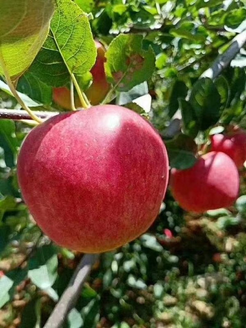昭通丑糖心苹果树苗红露烟富华硕鲁丽