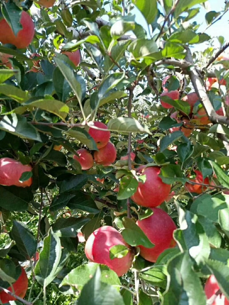 昭通丑糖心苹果树苗红露烟富华硕鲁丽