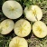 昭通丑糖心苹果树苗红露烟富华硕鲁丽