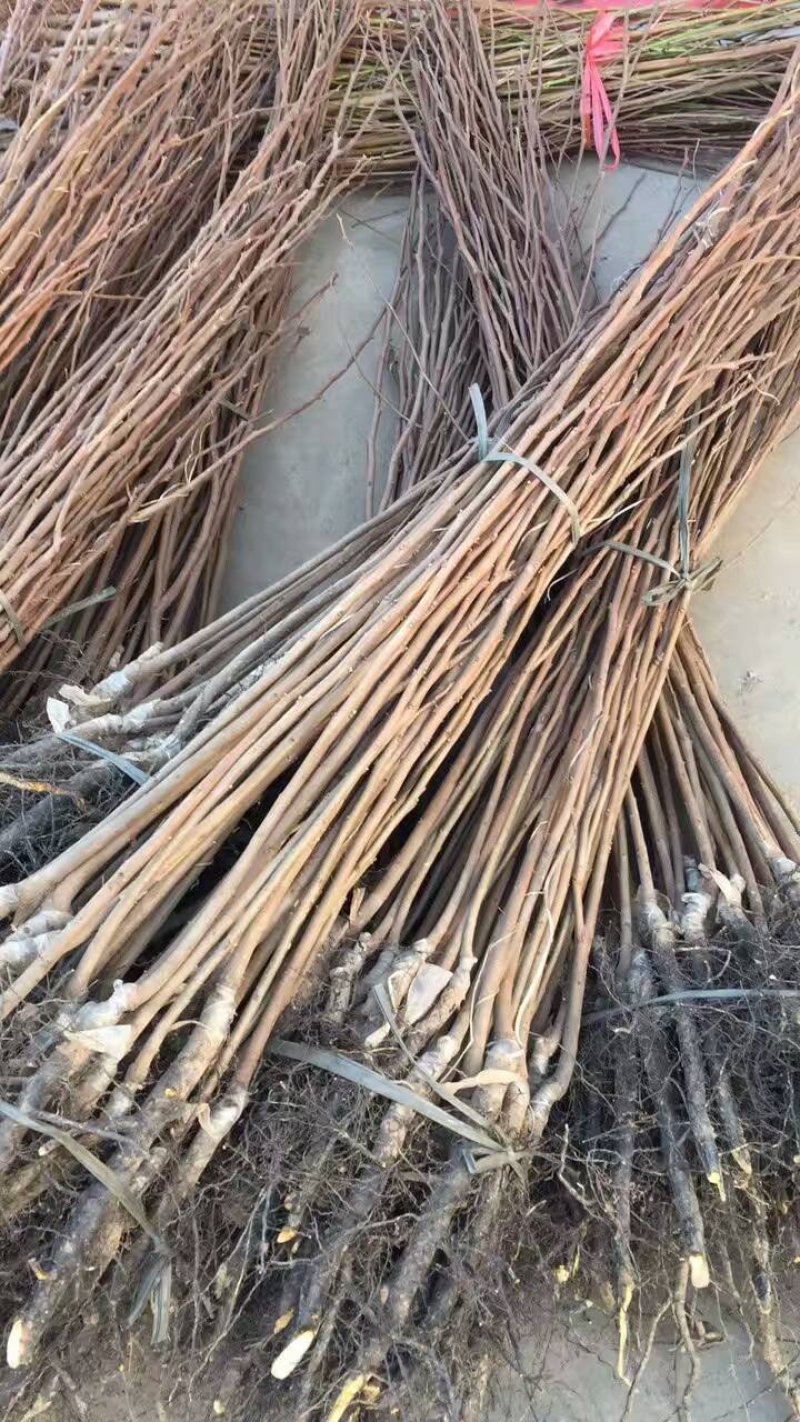 聚优惠*阳丰甜柿子苗吊红柿子苗包活量小包邮