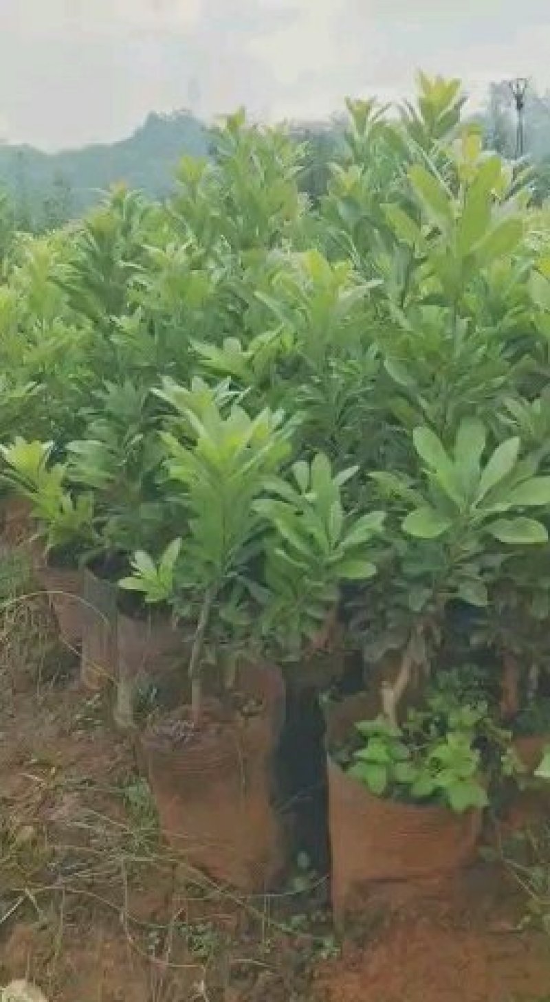 杨梅树苗东魁杨梅苗荸荠杨梅苗品质保证