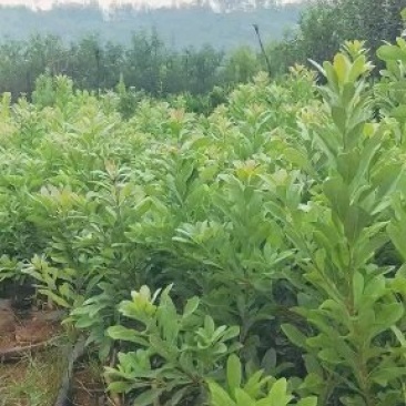 杨梅树苗东魁杨梅苗荸荠杨梅苗品质保证