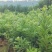 杨梅树苗东魁杨梅苗荸荠杨梅苗品质保证