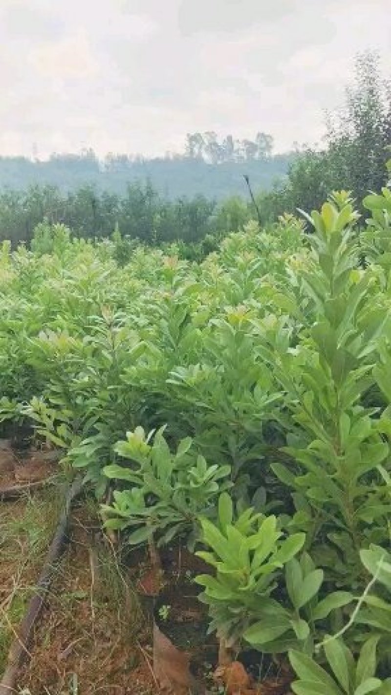 杨梅树苗东魁杨梅苗荸荠杨梅苗品质保证