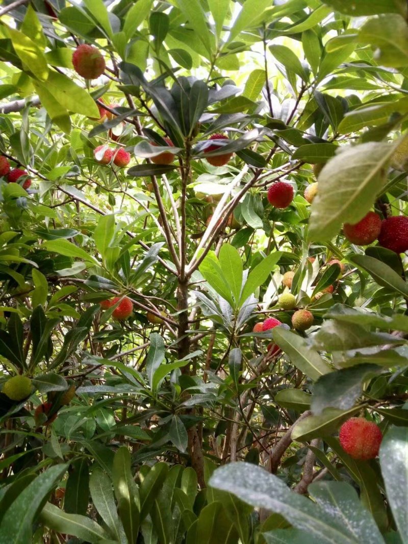 杨梅树苗东魁杨梅苗荸荠杨梅苗品质保证