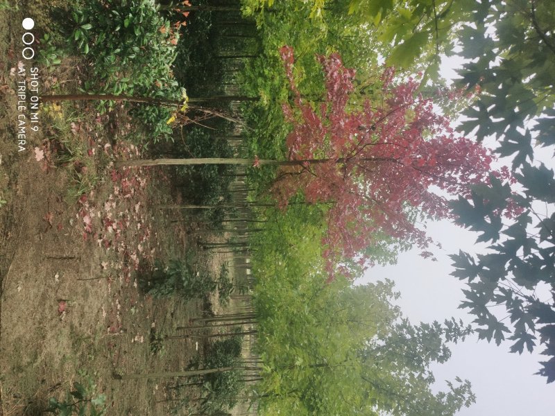 【美国訌枫】基地直供河南周口欢迎考察对接批发商