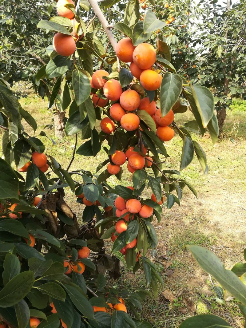 万荣吊红珠柿