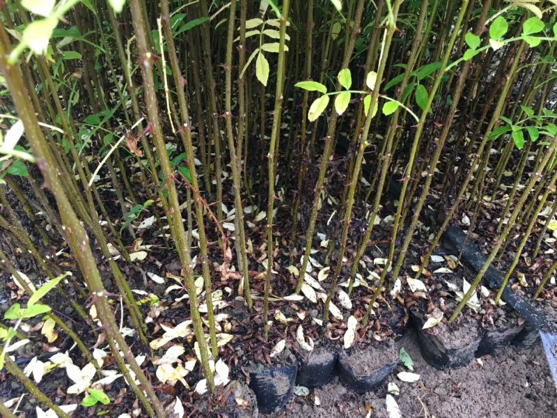 大红袍花椒苗九叶青青椒苗免费提供种质技术
