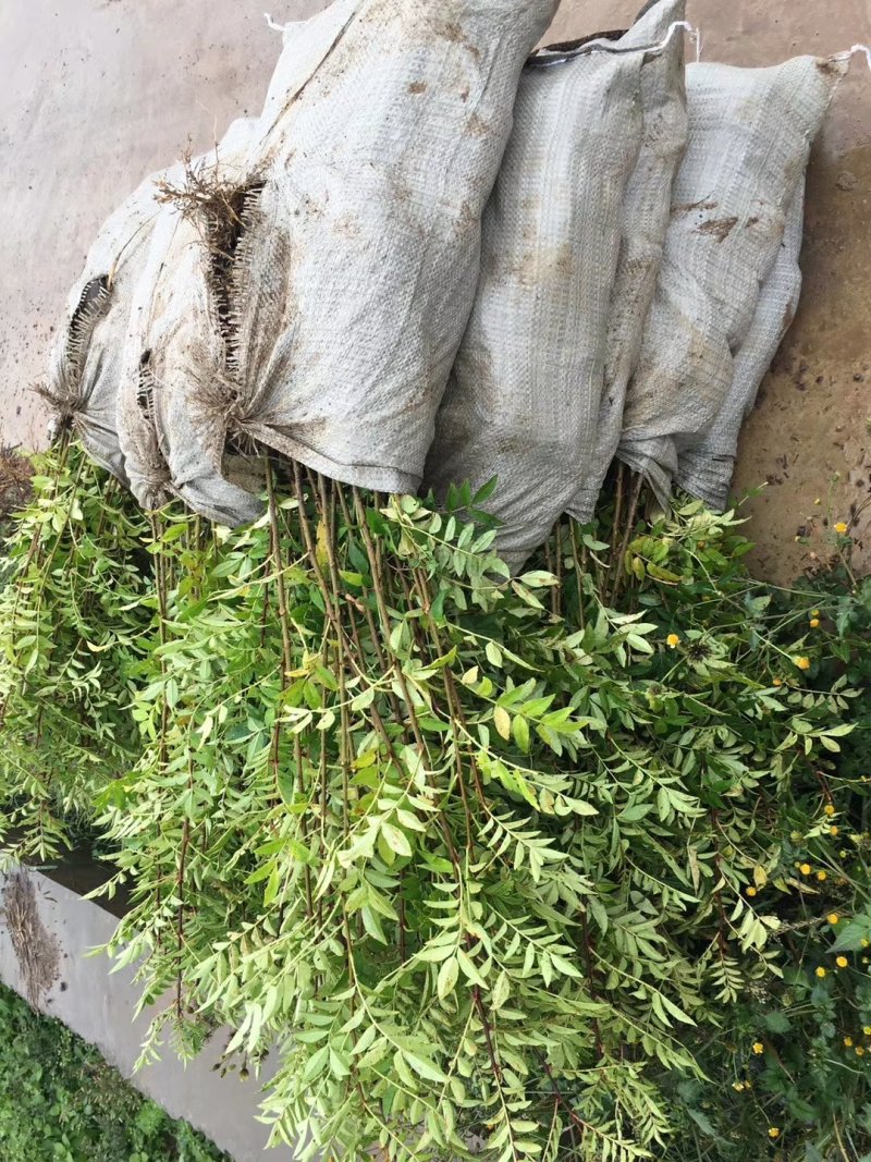 大红袍花椒苗九叶青青椒苗免费提供种质技术