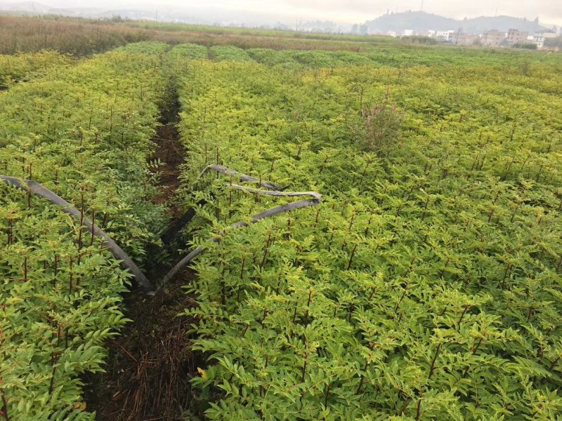 大红袍花椒苗九叶青青椒苗免费提供种质技术