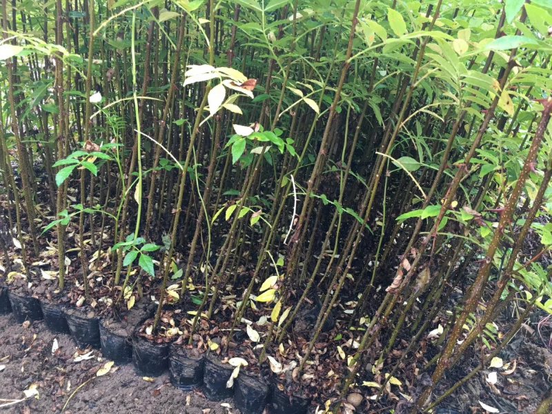 大红袍花椒苗九叶青青椒苗免费提供种质技术