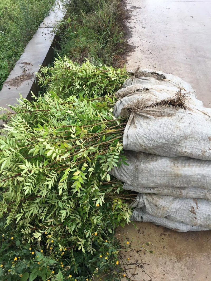 大红袍花椒苗九叶青青椒苗免费提供种质技术