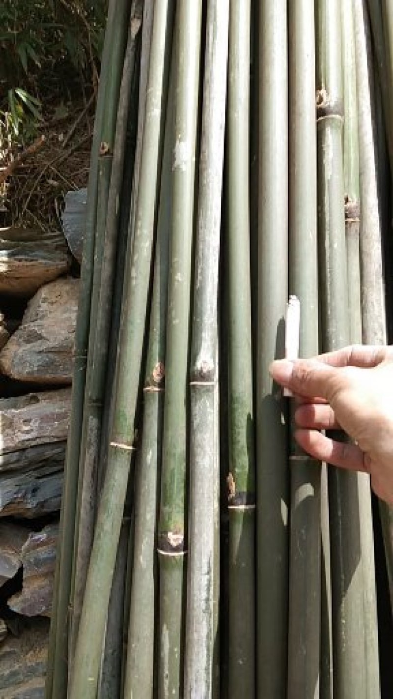 豇豆(架杆)