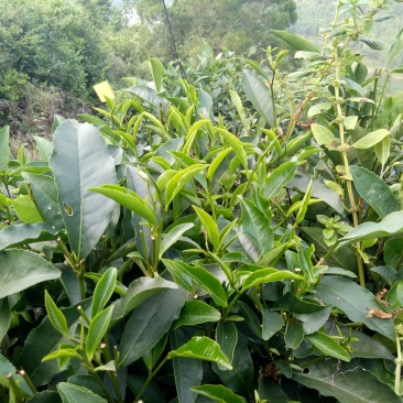 绿茶