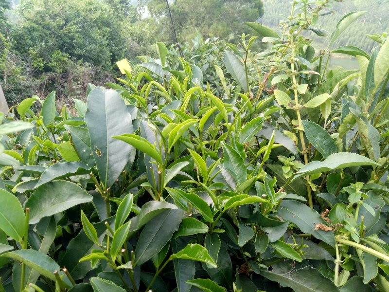 绿茶