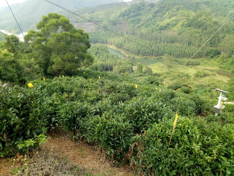 绿茶