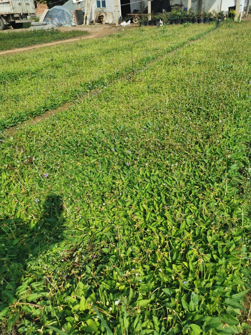 紫花地丁基地直供大量有货欢迎选购