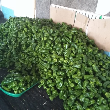 圆椒大量现货产地直销