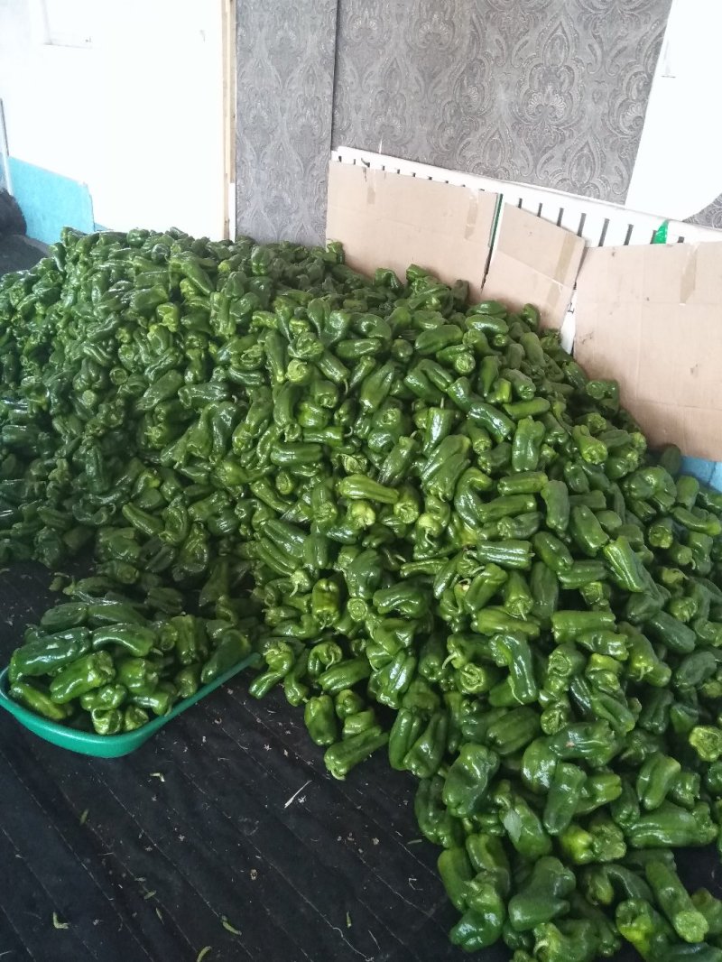 圆椒大量现货产地直销