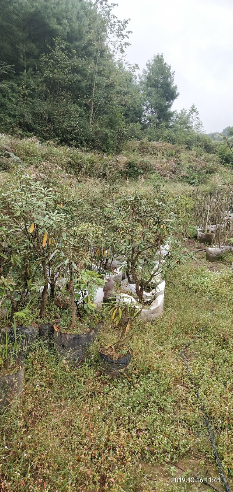 有需要高山杜鹃，映山红的朋友联系我