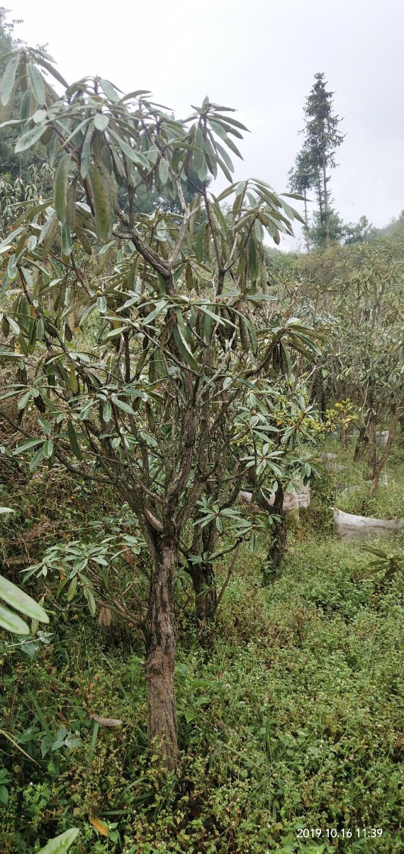 有需要高山杜鹃，映山红的朋友联系我