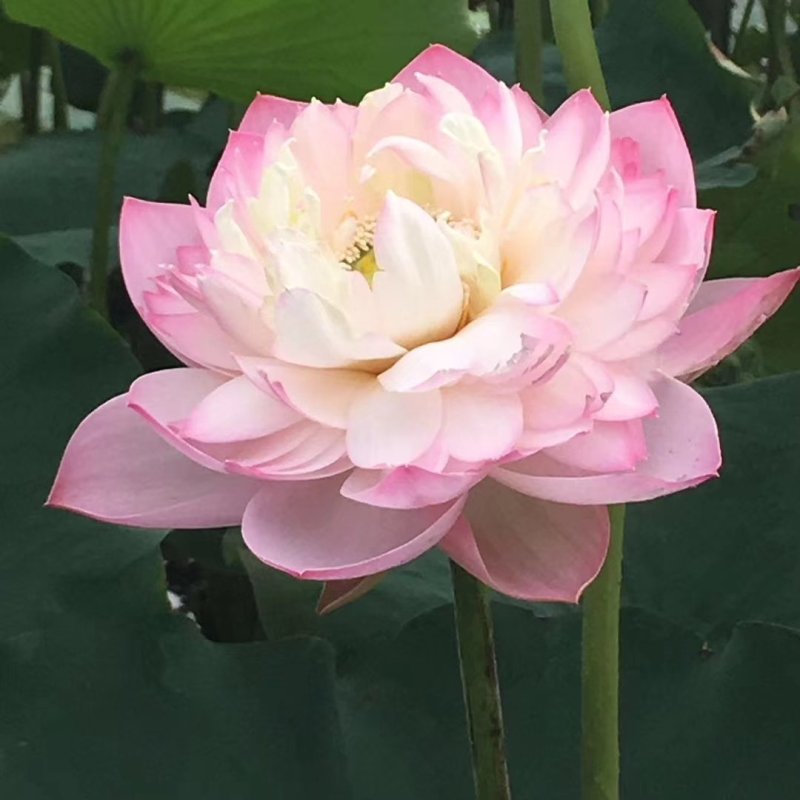 大型观赏荷花藕苗，盆栽藕苗，莲藕种苗荷花莲藕苗