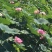 大型观赏荷花藕苗，盆栽藕苗，莲藕种苗荷花莲藕苗