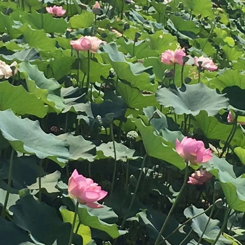 大型观赏荷花藕苗，盆栽藕苗，莲藕种苗荷花莲藕苗
