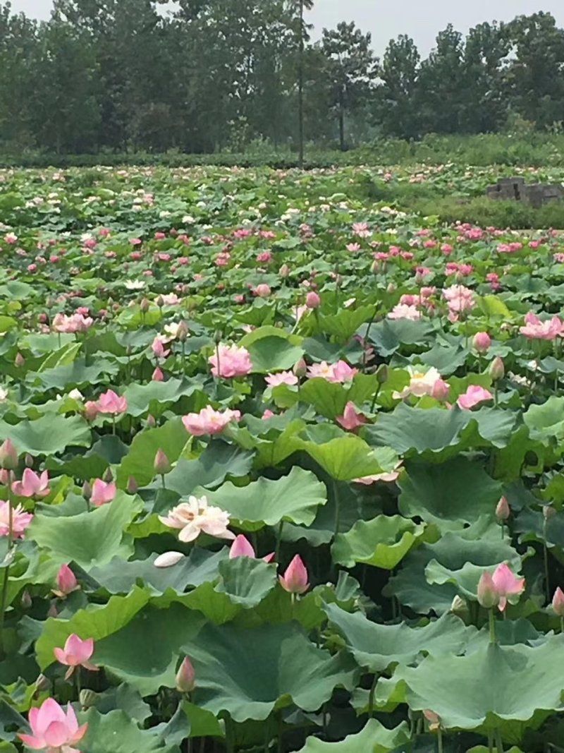 大型观赏荷花藕苗，盆栽藕苗，莲藕种苗荷花莲藕苗