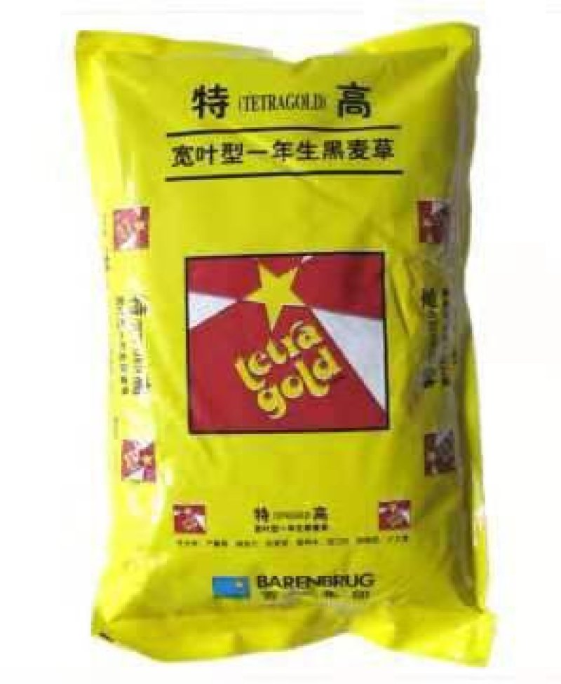 特高黑麦草种子