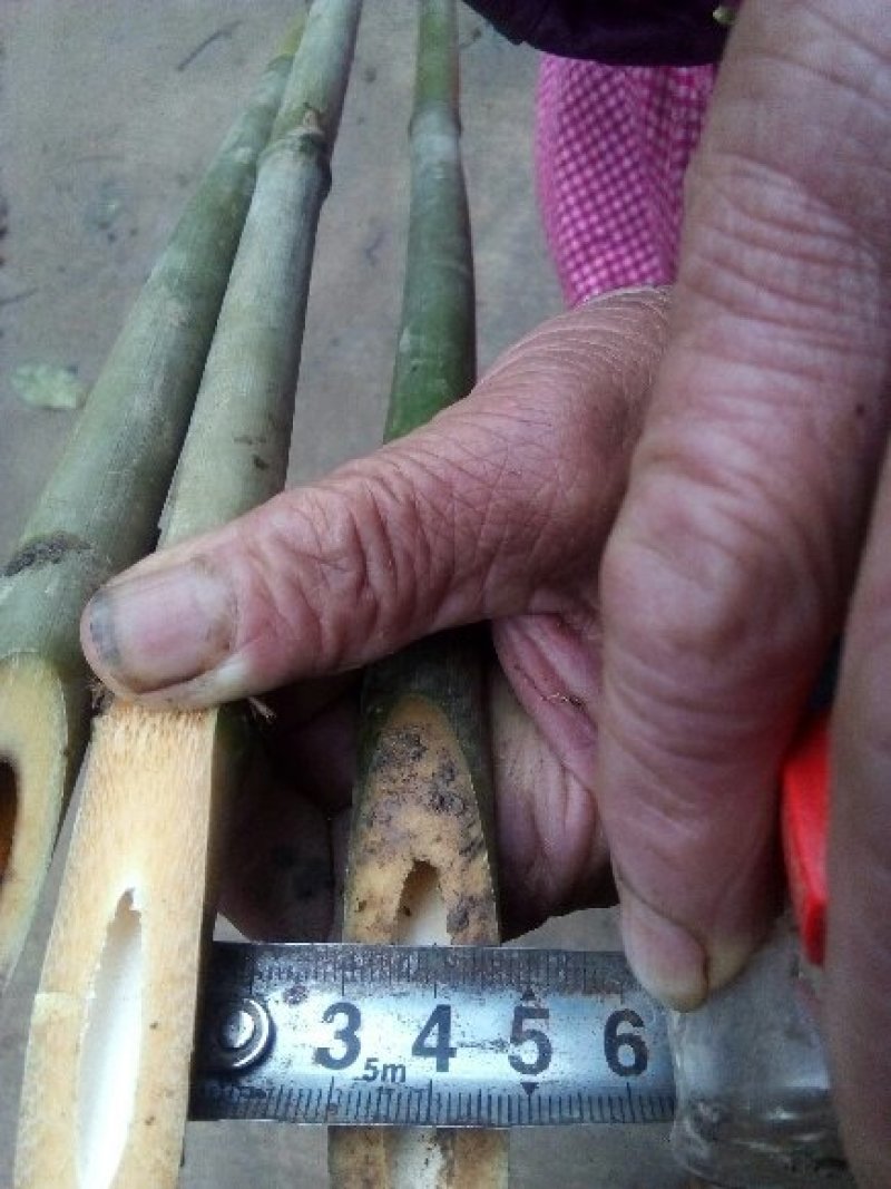 豇豆(架杆)