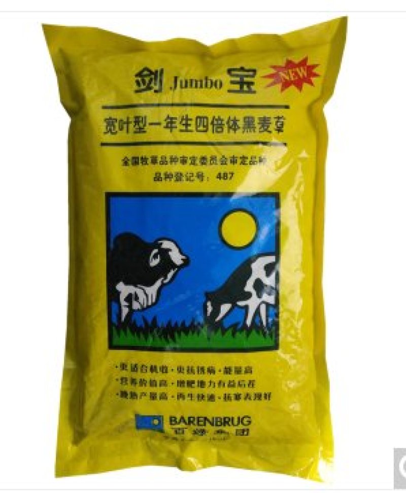 剑宝黑麦草种子