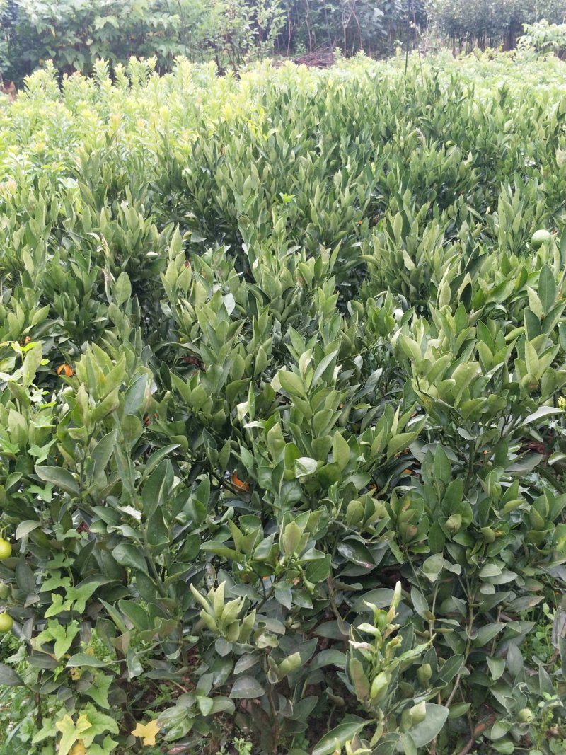 橘子树苗有各种规格的大小苗木欢迎选购