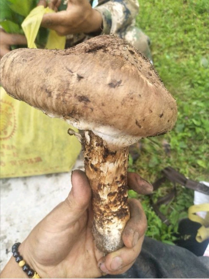 野生松茸干，大量批发零售