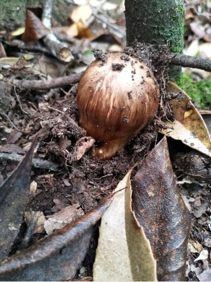 野生松茸干，大量批发零售