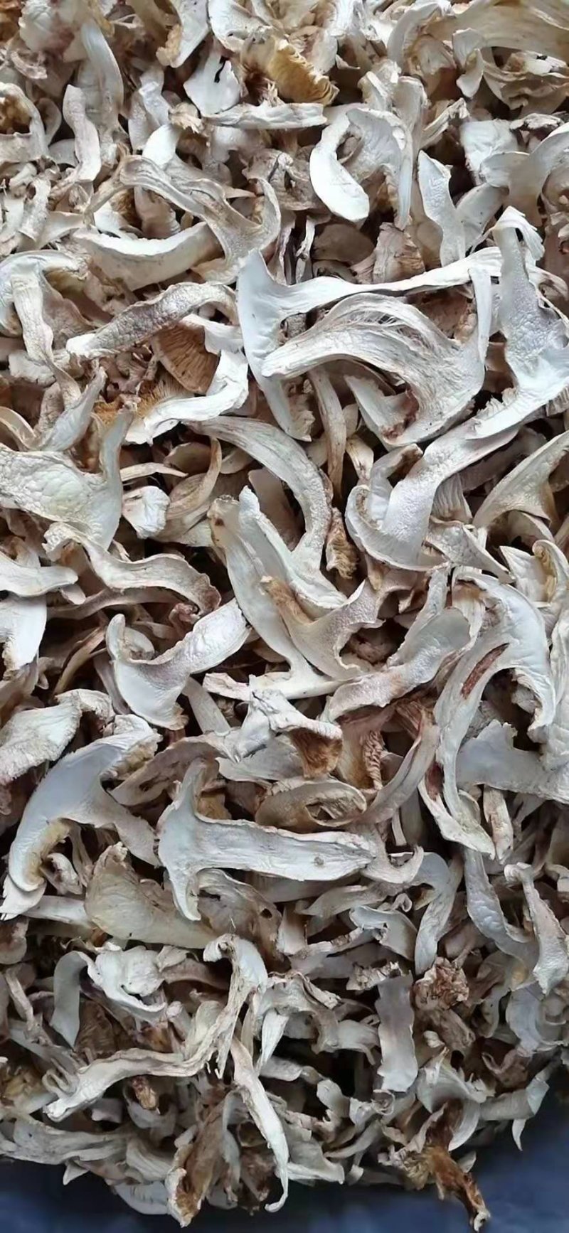 野生松茸干，大量批发零售
