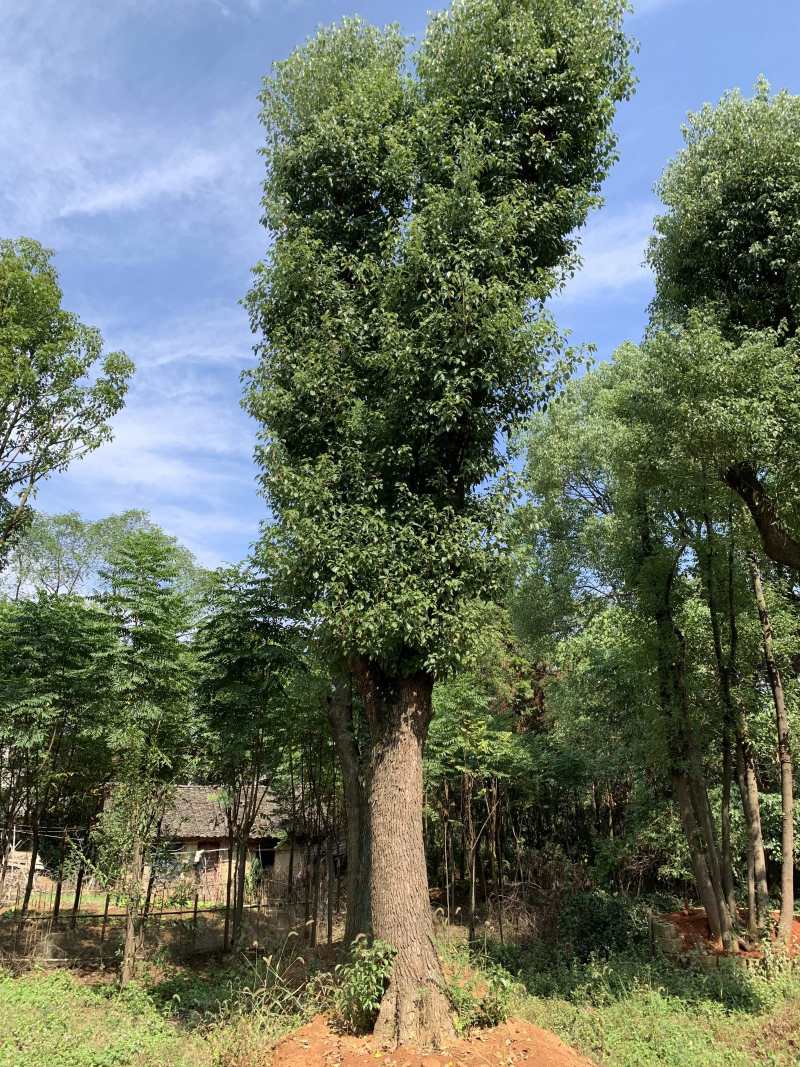 35-40-45-50骨架香樟